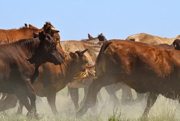 Close view of cattle stock running at muster with dust kicking up from hooves. 
