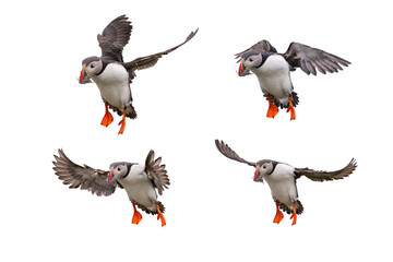 Cute Atlantic Puffin in flight and small fish in its beak Isolated on white background.