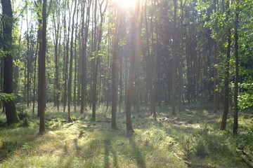 Fototapeta na wymiar Wood in the summer with green leaves