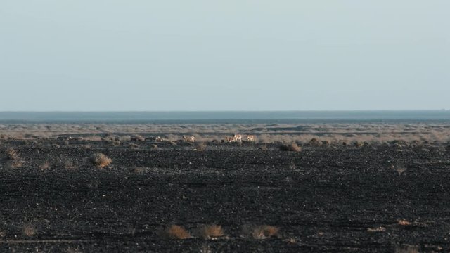 Onagers, Asian Donkeys in Shaumari Wildlife Reserve in Azraq, Jordan. wide shot. 4K