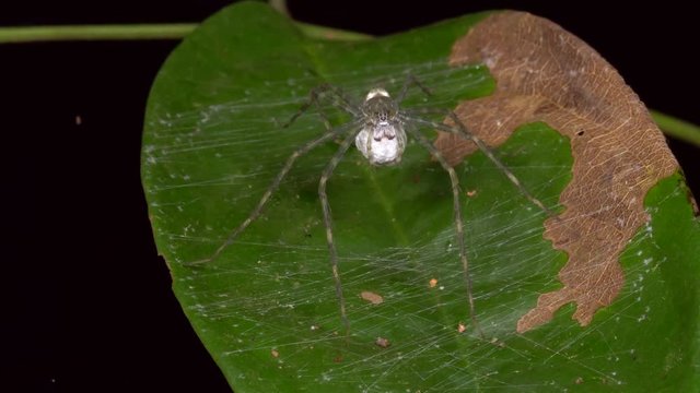 Spider in a web constructed on the surface of a leaf in the rainforest understory in Ecuador. It is guarding an egg sac.