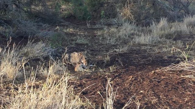 A female cheetah, Acinonyx jubatus feeds on a nyala antelope a winters day at the Zimanga game reserve in the KwaZulu Natal region of South Africa