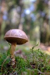 Edible mushroom in the forest in autumn