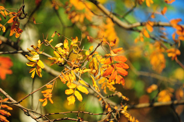 autumn leaves of mountain ash