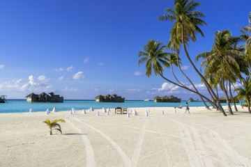 リゾートアイランドのヤシの木