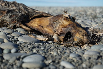 animal, nature, wildlife, water, chipmunk, mammal, wild, brown, crab, squirrel, bird, dog, wilderness, rock, animals, insect