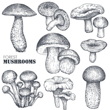 Vector collection of hand drawn mushrooms in sketch style