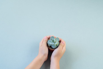 Girl hands holding pot green decorative succulent