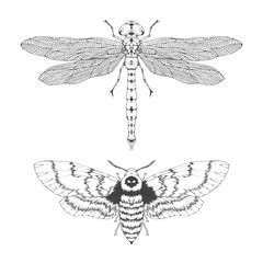 Vector set of hand drawn flying insects. Different insects in realistic style: dragonfly and dead head moth.