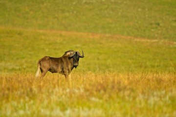 Naklejka na ściany i meble Black wildebeest in grassland