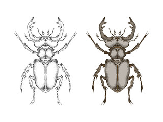 Vector illustration with hand drawn stag beetle. Two variants of insect: monochrome and colored.