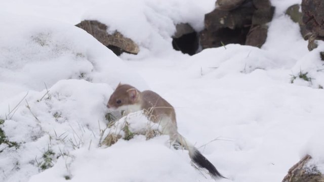 Stoat in the snow