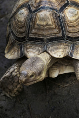Closeup of Tortoise with beautiful pattern on it shell