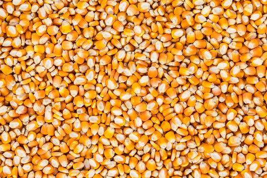 close up of corn seeds