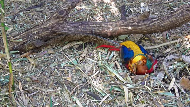 Golden Pheasant In The Zoo