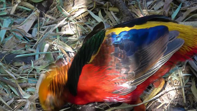 Golden Pheasant In The Zoo