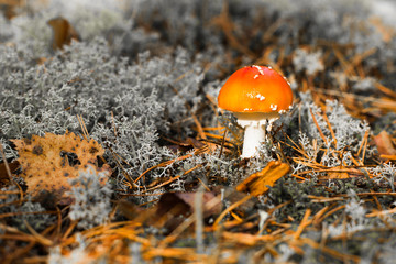Toadstool, close up of a poisonous mushroom in the forest with copy space