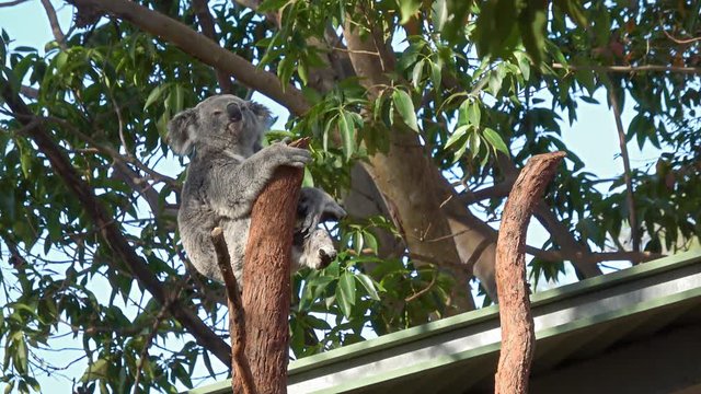 Cute Koala Bear Sitting And Yawning On Gum Tree