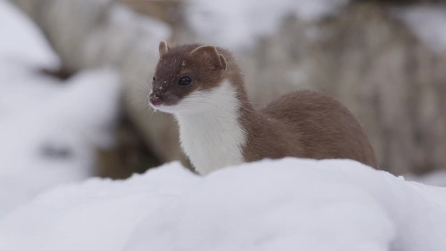Stoat in the snow