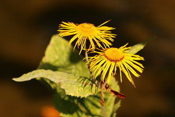 Echter Alant (Inula helenium)