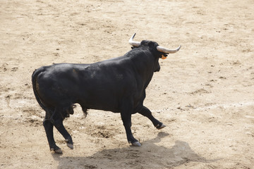 Fighting bull in the arena. Bullring. Toro bravo. Spain