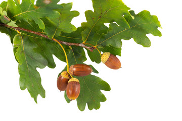 Acorns on a branch green leaves white background © Ekaterina Myshenko