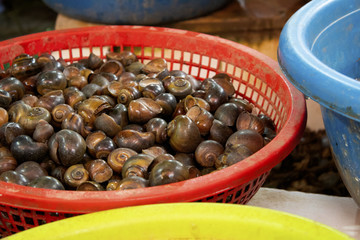 Snails in a basket in local market