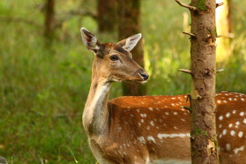 Damwild