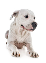 argentinia dog in studio