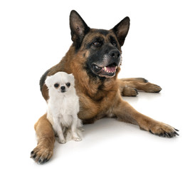 german shepherd and chihuahua
