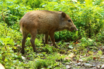 Wildschwein (Sus scrofa)