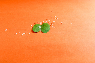 Happy Dussehra greeting card , green leaf and rice