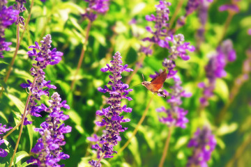 Hummingbird hawk-moth in the bed of flowers, summertime outdoor background