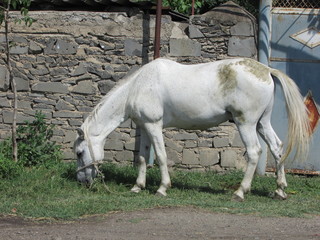 horse and foal