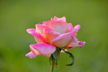 乳白色の花びらにピンクの縁取りが綺麗なバラの花