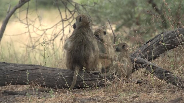 baboon family lousing and socializing on a tree branch