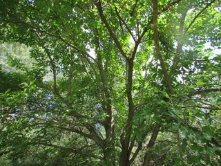tree in the forest