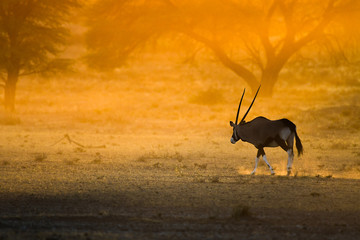 Oryx in desert