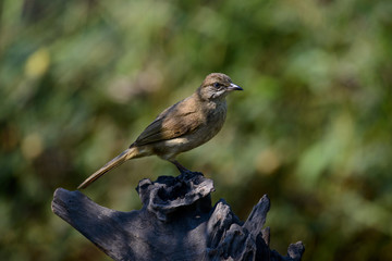streak-eared bulbul is a member of the bulbul family of passerine birds. It is found from Thailand and northern and central Malay Peninsula to southern Indochina. 