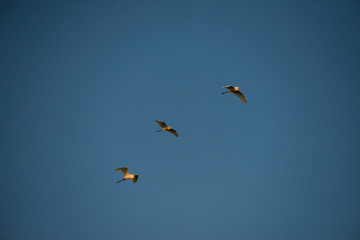 Flying Herons with blue sky background, they are the long-legged freshwater and coastal birds in the family Ardeidae
