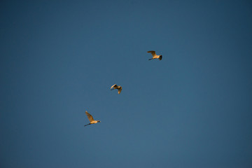 Flying Herons with blue sky background, they are the long-legged freshwater and coastal birds in the family Ardeidae