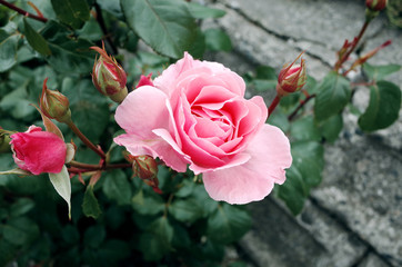 Blooming Pink Rose in Garden  