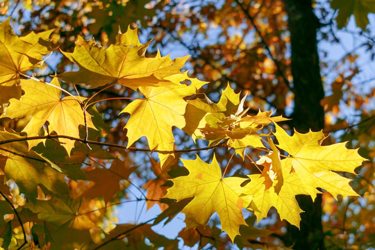 Autumn yellow maple leaves.