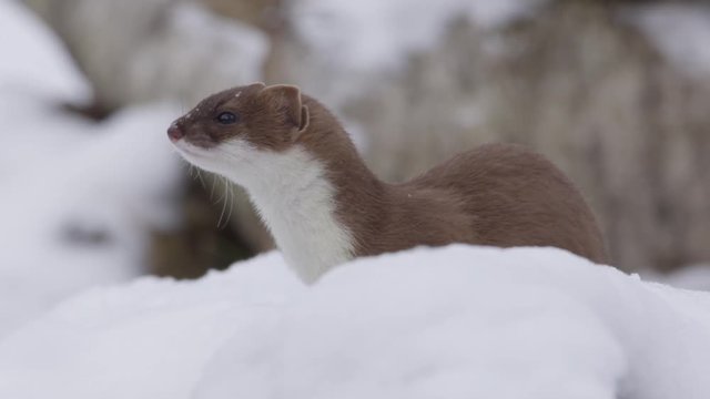 Stoat in the snow