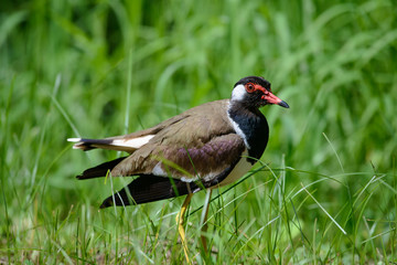 Red-wattled lapwing is an Asian lapwing or large plover, a wader in the family Charadriidae. They are ground birds that are incapable of perching.