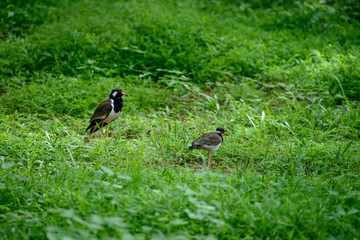 Red-wattled lapwing is an Asian lapwing or large plover, a wader in the family Charadriidae. They are ground birds that are incapable of perching.