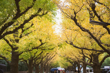 The Ginkgo street avenue in Meiji Jingu Gaien Park (Meiji-Jingu-Gaien) is one of the most famous places for its beautiful autumn leaves in Tokyo, Japan (blossom on every November)
