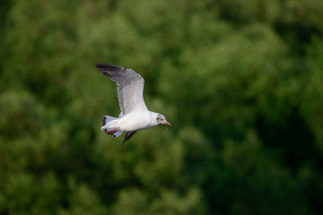 flying seagull at bangpu recreation center samut prakan thailand