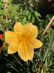 Fototapeta premium yellow flower in the garden