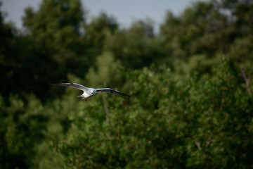 flying seagull at bangpu recreation center samut prakan thailand